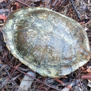 Chelodina longicollis at Gundaroo, NSW - 16 Nov 2017