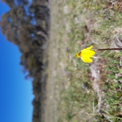 Diuris subalpina (Small Snake Orchid) at Mount Clear, ACT - 8 Nov 2017 by rangerstacey