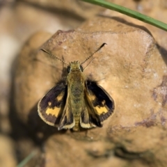 Ocybadistes walkeri (Green Grass-dart) at Higgins, ACT - 15 Nov 2017 by Alison Milton