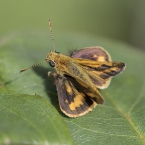 Ocybadistes walkeri at Higgins, ACT - 15 Nov 2017