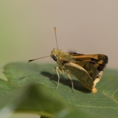 Ocybadistes walkeri at Higgins, ACT - 15 Nov 2017