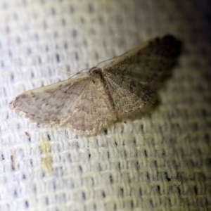 Idaea costaria at O'Connor, ACT - 1 Oct 2017