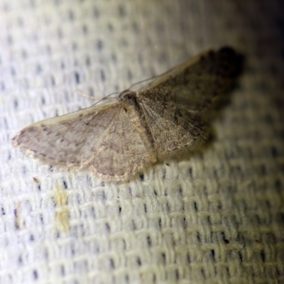 Idaea costaria (White-edged Wave) at O'Connor, ACT - 1 Oct 2017 by ibaird