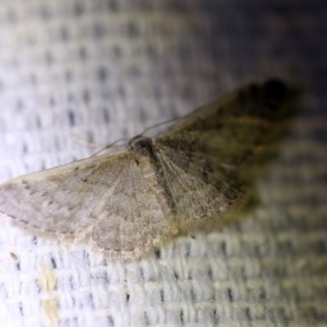 Idaea costaria at O'Connor, ACT - 1 Oct 2017