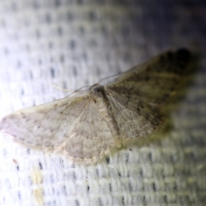 Idaea costaria at O'Connor, ACT - 1 Oct 2017