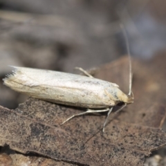 Philobota productella (Pasture Tunnel Moth) at Higgins, ACT - 14 Nov 2017 by Alison Milton