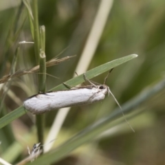 Philobota productella at Higgins, ACT - 15 Nov 2017 09:38 AM