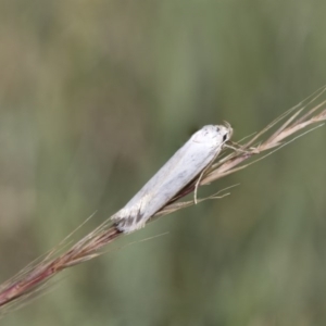 Philobota productella at Higgins, ACT - 15 Nov 2017