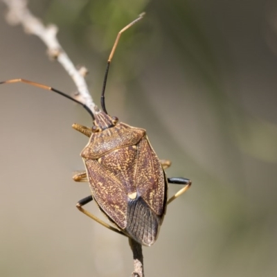 Poecilometis strigatus (Gum Tree Shield Bug) at Higgins, ACT - 15 Nov 2017 by Alison Milton