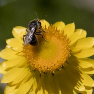 Lasioglossum (Chilalictus) lanarium at Higgins, ACT - 15 Nov 2017 10:17 AM