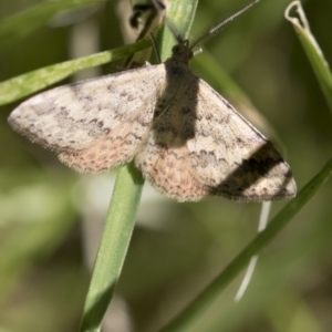 Scopula rubraria at Higgins, ACT - 15 Nov 2017 10:29 AM