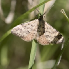 Scopula rubraria at Higgins, ACT - 15 Nov 2017