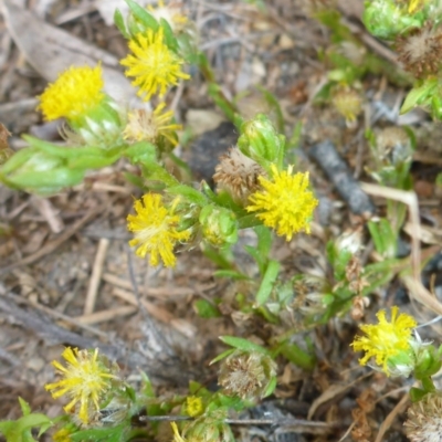 Triptilodiscus pygmaeus (Annual Daisy) at Tuggeranong Hill - 14 Nov 2017 by JanetRussell