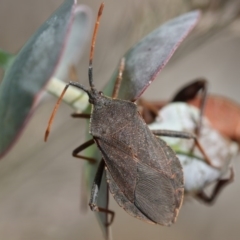 Amorbus (genus) (Eucalyptus Tip bug) at Higgins, ACT - 15 Nov 2017 by AlisonMilton