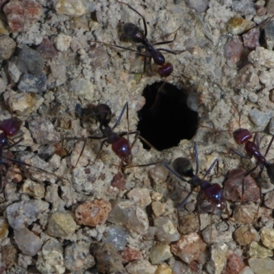 Iridomyrmex purpureus (Meat Ant) at Tuggeranong Hill - 14 Nov 2017 by JanetRussell