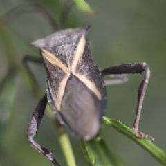 Mictis profana (Crusader Bug) at Higgins, ACT - 15 Nov 2017 by AlisonMilton