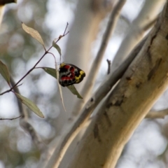 Delias harpalyce (Imperial Jezebel) at Scullin, ACT - 15 Nov 2017 by Alison Milton