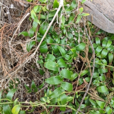 Asparagus asparagoides (Bridal Creeper, Florist's Smilax) at Mount Majura - 19 Nov 2017 by WalterEgo