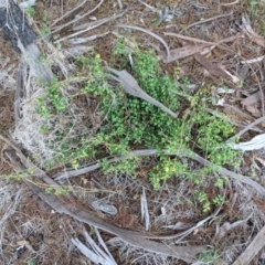 Asparagus asparagoides at Hackett, ACT - 19 Nov 2017 06:27 PM