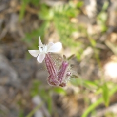 Silene gallica var. gallica (French Catchfly) at Tuggeranong Hill - 14 Nov 2017 by JanetRussell
