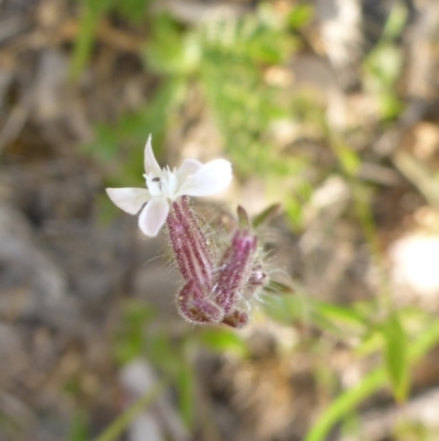 Silene gallica var. gallica (French Catchfly) at Tuggeranong Hill - 14 Nov 2017 by JanetRussell