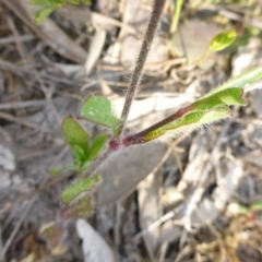 Silene gallica var. gallica at Conder, ACT - 14 Nov 2017 04:19 PM