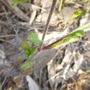 Silene gallica var. gallica at Conder, ACT - 14 Nov 2017