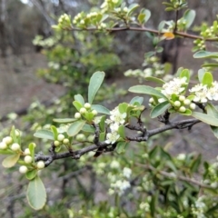 Pyracantha fortuneana (Firethorn) at Hackett, ACT - 18 Nov 2017 by WalterEgo