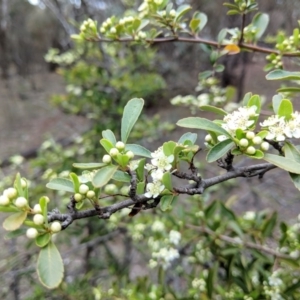 Pyracantha fortuneana at Hackett, ACT - 18 Nov 2017 04:30 PM