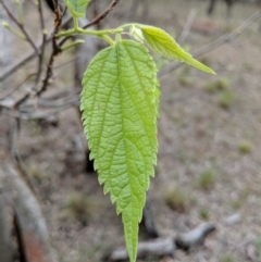 Celtis australis (Nettle Tree) at Mount Majura - 18 Nov 2017 by WalterEgo