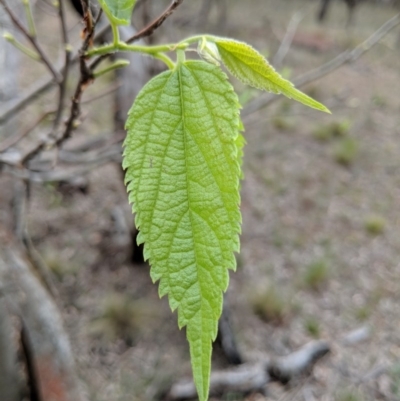 Celtis australis (Nettle Tree) at Mount Majura - 18 Nov 2017 by WalterEgo