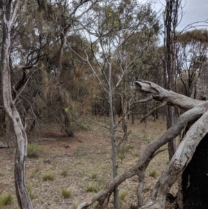 Celtis australis at Hackett, ACT - 18 Nov 2017 04:50 PM