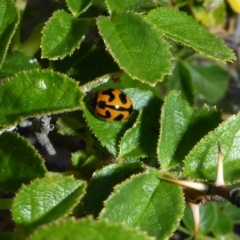 Coccinella transversalis (Transverse Ladybird) at Tuggeranong Hill - 14 Nov 2017 by JanetRussell