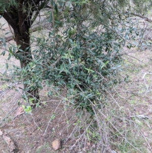 Olea europaea subsp. cuspidata at Canberra Central, ACT - 18 Nov 2017