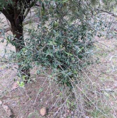 Olea europaea subsp. cuspidata (African Olive) at Mount Majura - 18 Nov 2017 by WalterEgo