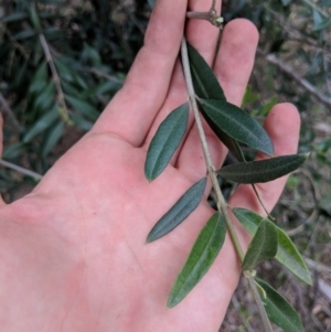 Olea europaea subsp. cuspidata at Canberra Central, ACT - 18 Nov 2017