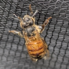 Apis mellifera (European honey bee) at Higgins, ACT - 18 Nov 2017 by Alison Milton