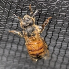 Apis mellifera (European honey bee) at Higgins, ACT - 18 Nov 2017 by AlisonMilton