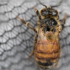 Apis mellifera at Higgins, ACT - 18 Nov 2017 11:50 AM