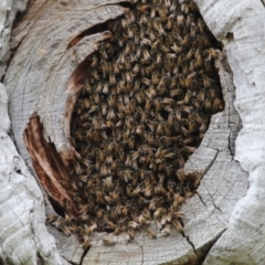 Apis mellifera (European honey bee) at Higgins, ACT - 18 Nov 2017 by AlisonMilton
