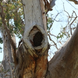 Apis mellifera at Higgins, ACT - 18 Nov 2017