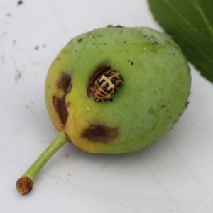 Harmonia conformis at Higgins, ACT - 18 Nov 2017