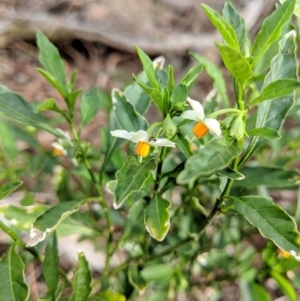 Solanum pseudocapsicum at Canberra Central, ACT - 18 Nov 2017 05:52 PM