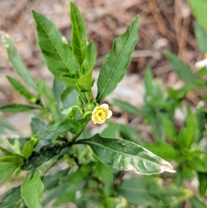 Solanum pseudocapsicum at Canberra Central, ACT - 18 Nov 2017 05:52 PM