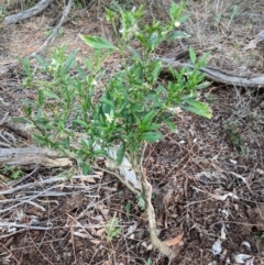 Solanum pseudocapsicum at Canberra Central, ACT - 18 Nov 2017 05:52 PM