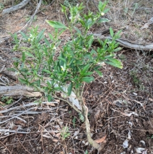 Solanum pseudocapsicum at Canberra Central, ACT - 18 Nov 2017
