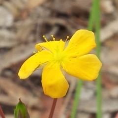 Hypericum gramineum (Small St Johns Wort) at Little Taylor Grasslands - 16 Nov 2017 by RosemaryRoth