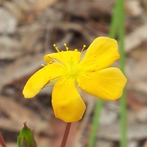 Hypericum gramineum at Kambah, ACT - 17 Nov 2017 10:49 AM