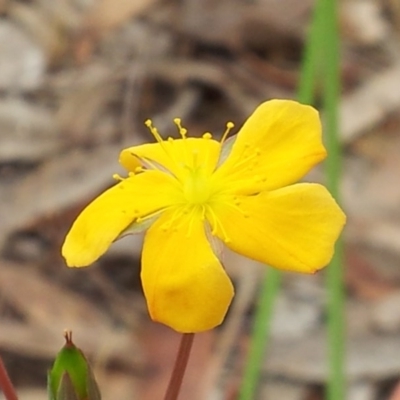 Hypericum gramineum (Small St Johns Wort) at Little Taylor Grasslands - 17 Nov 2017 by RosemaryRoth