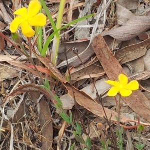 Hypericum gramineum at Kambah, ACT - 17 Nov 2017 10:49 AM